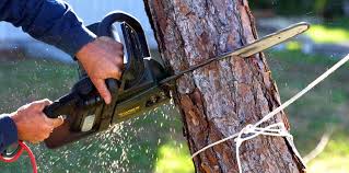 Best Tree Maintenance Programs  in Baton Rouge, LA