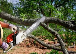 Best Arborist Consultation Services  in Baton Rouge, LA